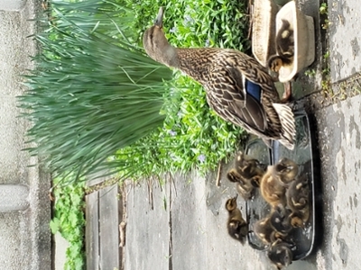 Twelve ducklings were hatched in an interior courtyard at the Faculty of Education.